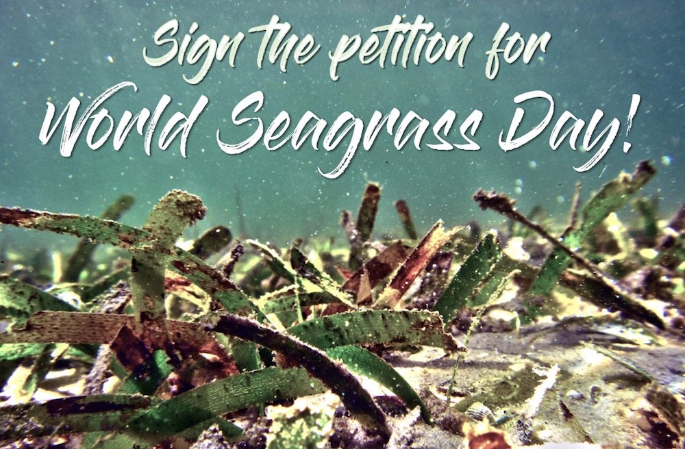 1st March 2024 World Seagrass Day HD Photos